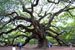 Visitors taking pictures of Angel Oak