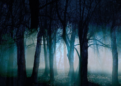 The Forest at Night