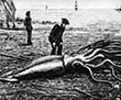 Catalina Giant Squid