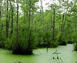Swamp Marsh